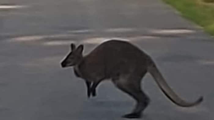 Das umherirrende Känguru auf den Straßen von Niederösterreich.