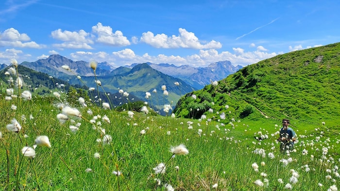 Sommerliche Bergwiesen, auf denen Wollgräser wie Wattebäusche aus dem Grün ragen
