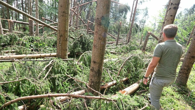 Derzeit herrscht bei Spaziergängen im Wald höchste Gefahr. (Bild: Rojsek-Wiedergut Uta)