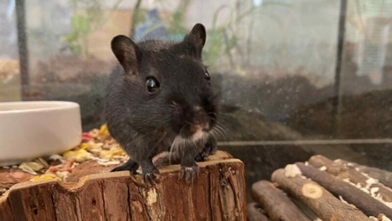 Wüstenrennmaus Cooper (Bild: Tierschutzheim Vorarlberg)