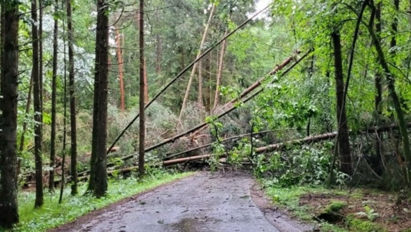 In St. Peter am Ottersbach blockierten entwurzelte Bäume die Straßen (Bild: Sepp Pail )