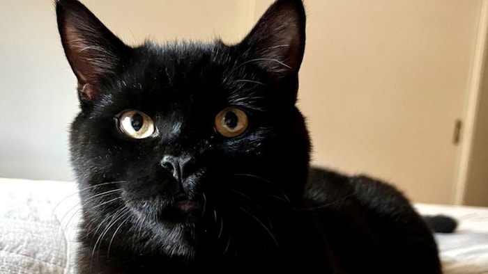 Der schwarze Kater „Bert“ wird gesucht.