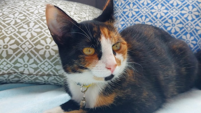 Katzenkind „Lea“ soll nach Hause kommen.