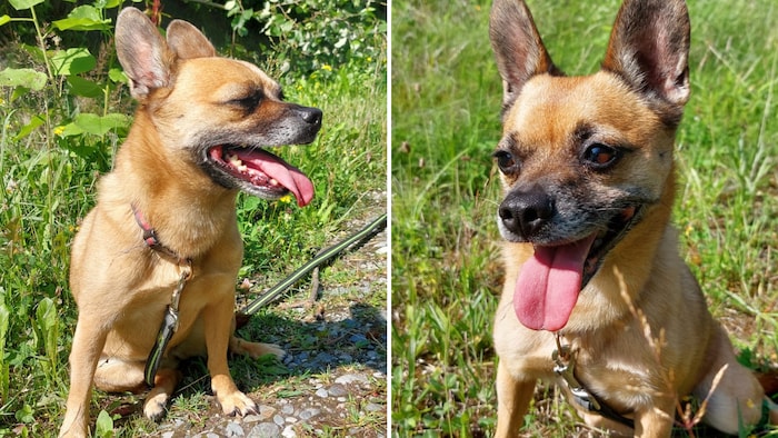 „Lilli“ sucht schnellstmöglich ein neues Körbchen.