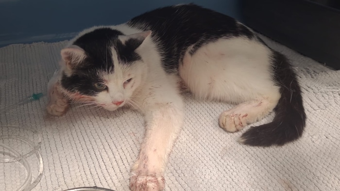 Verletzte Katze gefunden.