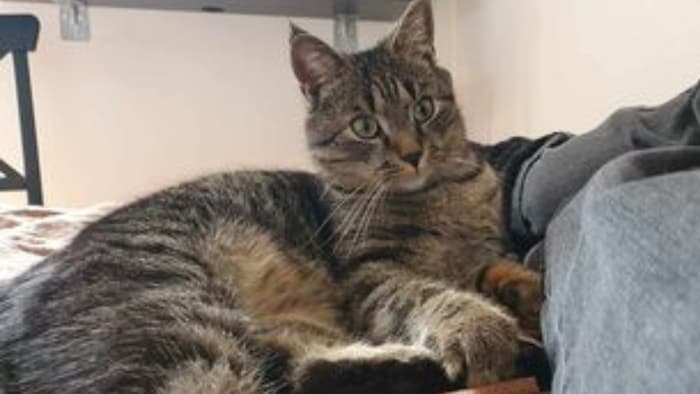 Wer hat den Kater herumstreunen gesehen?