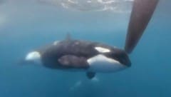 Orcas haben es scheinbar auf Segelboote abgesehen. (Bild: ASSOCIATED PRESS)