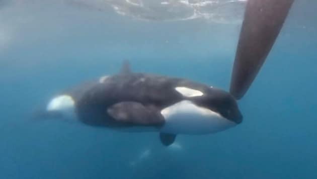 Orcas haben es scheinbar auf Segelboote abgesehen. (Bild: ASSOCIATED PRESS)