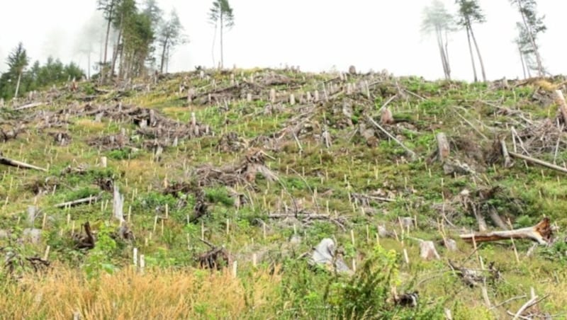 Wind und Käfer haben in Osttirol ganze Wälder zerstört. (Bild: Martin Oberbichler)