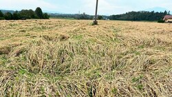 Viele Maisfelder wurden durch Hagelkörner und Sturmböen in den vergangenen Tagen völlig zerstört. Riesige Ackerflächen stehen teilweise noch jetzt unter Wasser und der Boden ist aufgeweicht. Besonders in Unterkärnten ist der Schaden enorm, der Ernteertrag gering. (Bild: zvg)