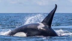 Ein Orca im Meer (Bild: AFP/Michael Nolan)