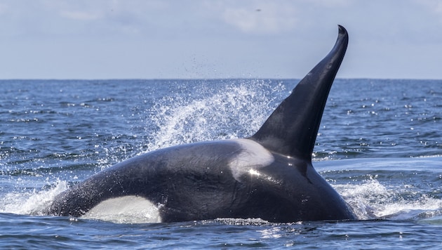 Ein Orca (Bild: AFP/Michael Nolan)