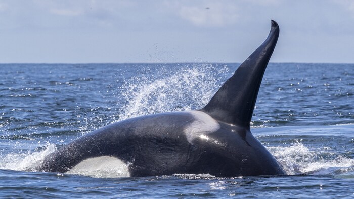 Ein Orca