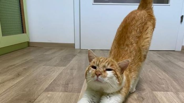 Putziger Kater streckt sich.