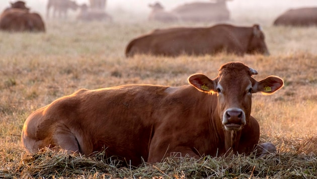 Für eine getötete Kuh soll es eine Prämie in Höhe von 3000 Euro geben. (Bild: AP/Michael Probst)