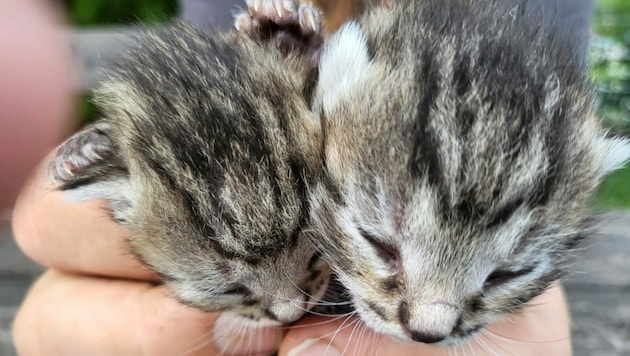 Die beiden Kätzchen wurden von der Tierhilfe Lochen gerettet. (Bild: Pfotenhilfe Lochen)