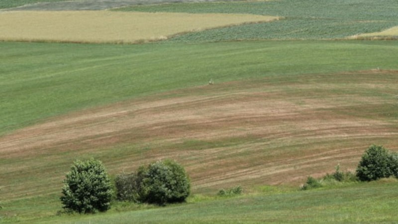 Trockene Wiesen (Bild: Fritscher)