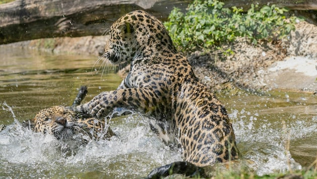 Die Schwestern Maira und Morena spielen gerne im Wasser. (Bild: Frans van Arkel - Rainbow Eyes Photography )