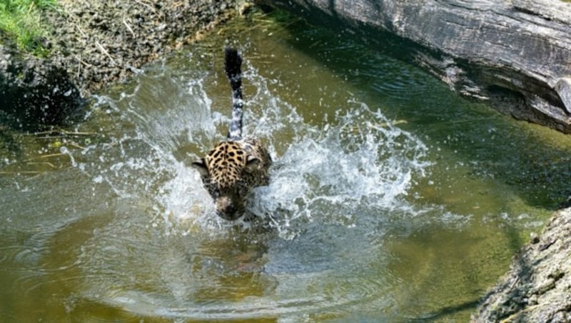 Die aus Südamerika stammenden Tiere sind gute Schwimmer. (Bild: Kerstin Joensson )