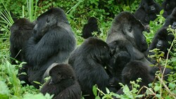 Mithilfe moderner statistischer Methoden und neuronaler Netzwerke haben Forscher im Erbgut von Gorillas (im Bild ein Berggorillas) Überreste der DNA einer lange ausgestorbenen Linie entdeckt. (Bild: Gorilla Doctors/Mike Cranfield)