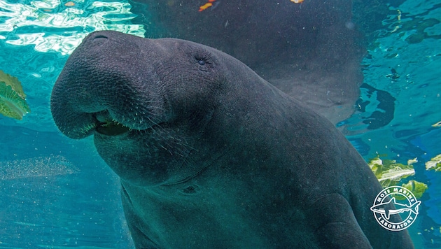 Manati-Bulle „Hugh“ starb am 29. April im Mote Marine Laboratory & Aquarium in Florida. (Bild: Mote Marine Laboratory & Aquarium)