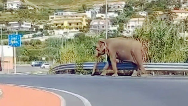 In Kalabrien wandert ein Elefant ungestört durch die Straßen ... (Bild: www.twitter.com/gicarestik2)