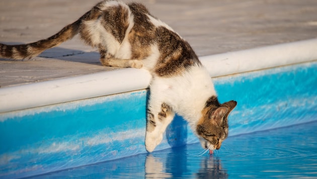 Die kurze Abkühlung birgt auch eine große Gefahr für Tiere. (Bild: stock.adobe.com/stockadobe.com)