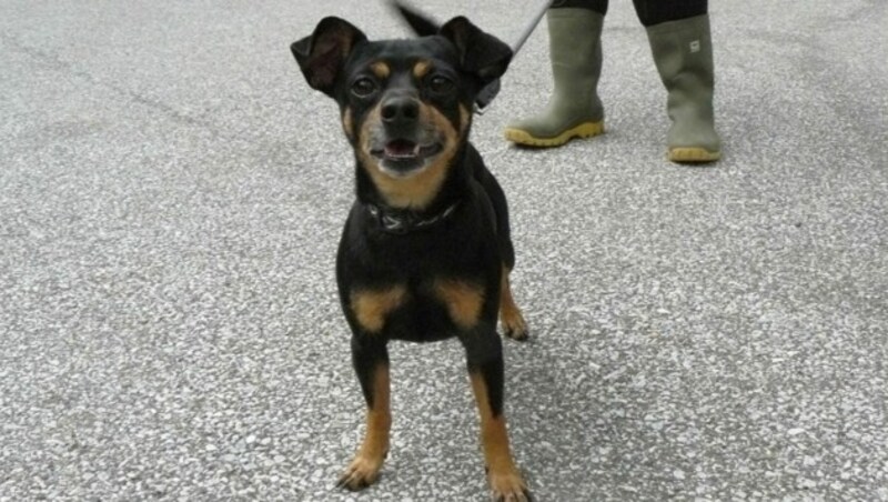 Buddy benötigt Zeit, um Vertrauen zu fassen. (Bild: Landestierschutzverein für Steiermark )