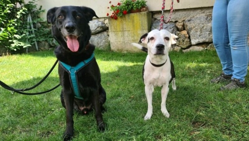 Milo und Kira suchen gemeinsam ein Platzerl. (Bild: Landestierschutzverein für Steiermark )