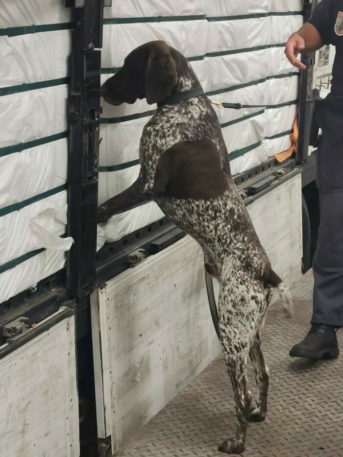 Nach Schwerpunktkontrollen auf dem Flughafen Wien in Schwechat ist dank tierischer Unterstützung ...