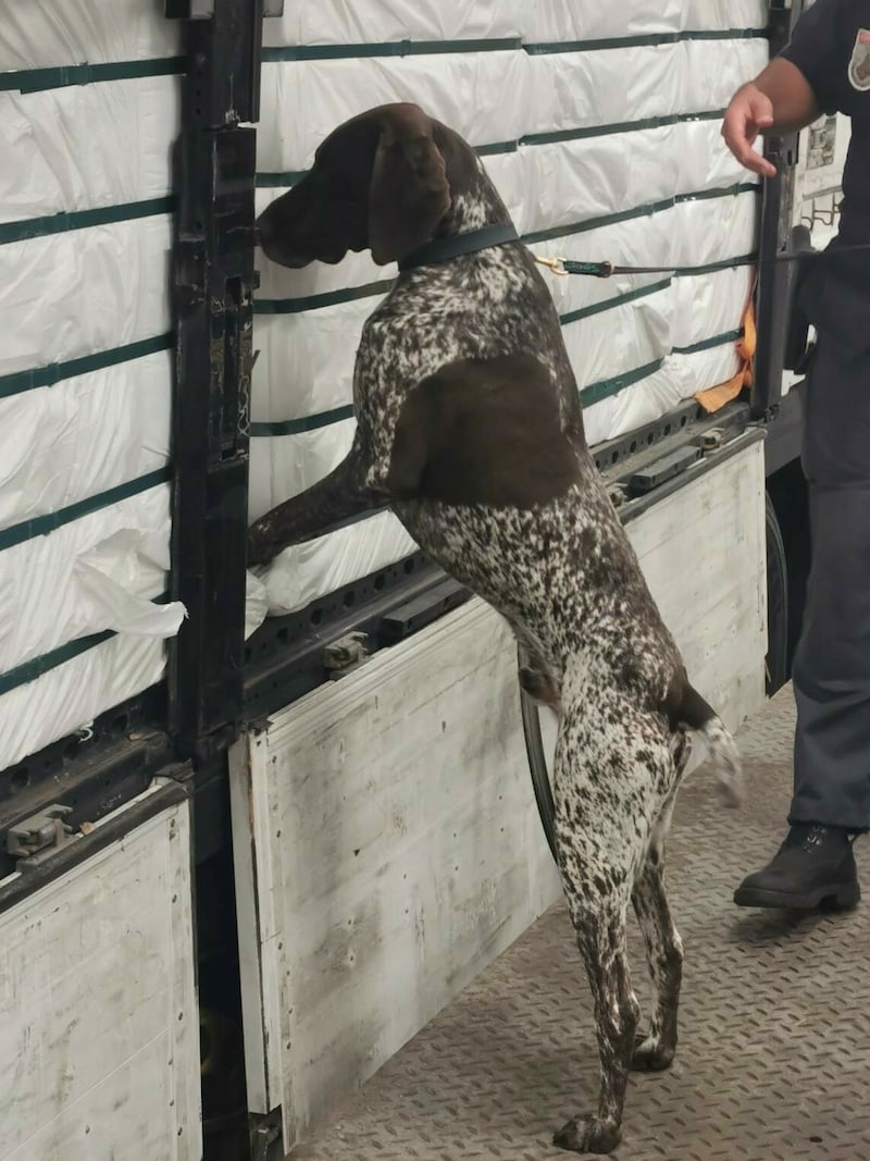 Nach Schwerpunktkontrollen auf dem Flughafen Wien in Schwechat ist dank tierischer Unterstützung eine sechsköpfige Dealerbande ausgehoben worden. (Bild: APA/LPD N)