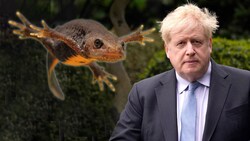 Der ehemalige britische Premier Boris Johnson hat derzeit Ärger mit Molchen. (Bild: AP; phototrip.cz/Stock Adobe, Krone KREATIV)