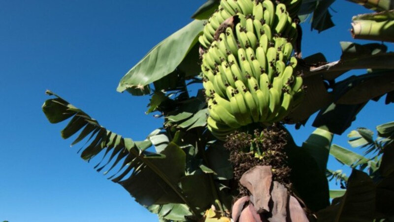 Nach der Übersiedlung vom ehemaligen Frachtenbahnhofareal war nicht nur die Zentrale des Großhändlers, sondern auch die Bananenreiferei im Linzer Südpark daheim. (Bild: travelguide - stock.adobe.com)