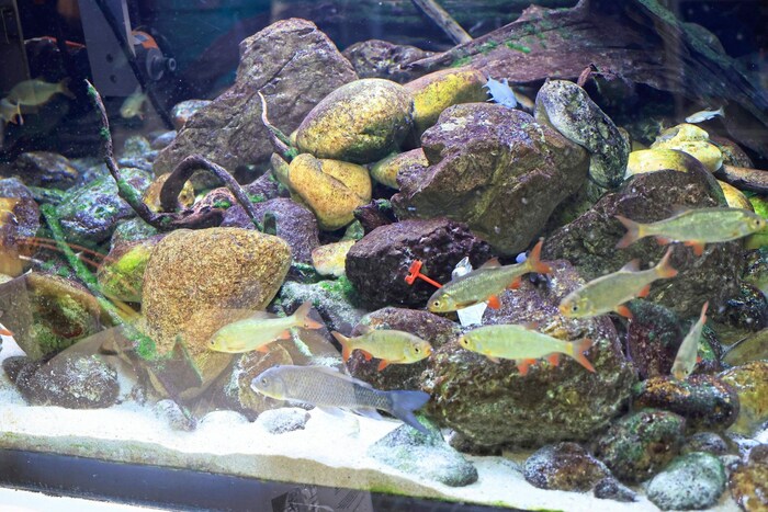 Das neue Aquarium wird wohl eher auf die Kategorie „kleine Fische“ passen - außer, wenn es um ...