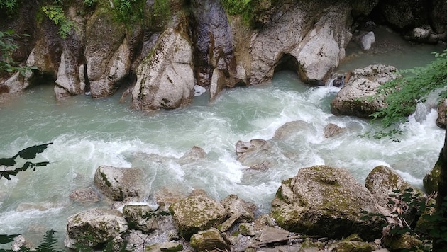 Vorarlberg ist ein Land der Schluchten und Tobel. Selbst an heißen Tagen findet man dort Abkühlung - und auch so manche seltene Pflanzenart. (im Bild: die Engenloch-Schlucht) (Bild: Bergauer )