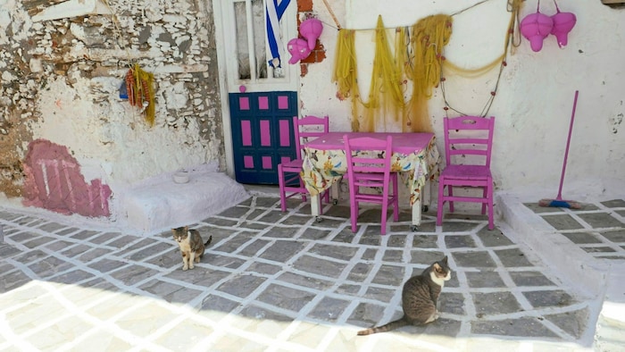 Idylle mit Katzen, denen man auf Naxos überall begegnet