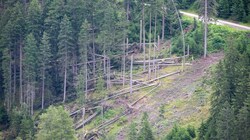 Eines von vielen Windwurfgebieten in Tirol, hier in Navis. (Bild: zeitungsfoto.at)