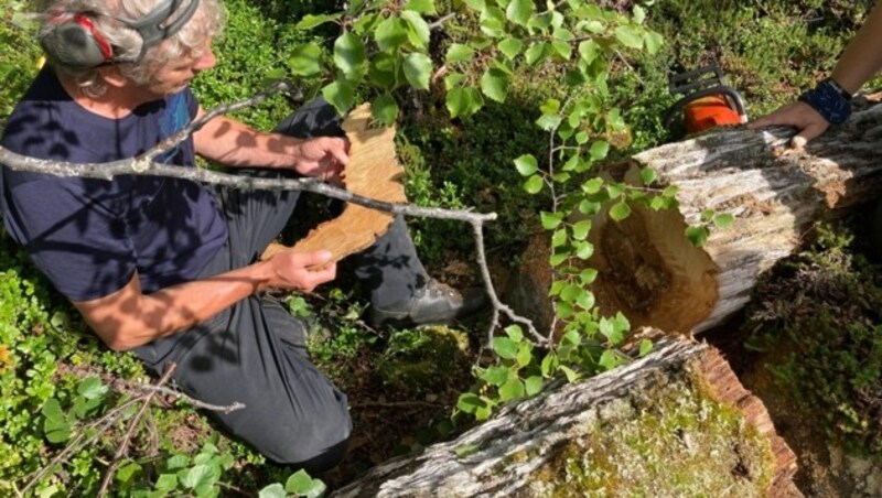 Die Jahresringe lügen nicht: In den letzten 1200 Jahren war es noch nie so warm wie jetzt. (Bild: Eidgenössische Forschungsanstalt für Wald, Schnee und Landschaft/Håkan Grudd)