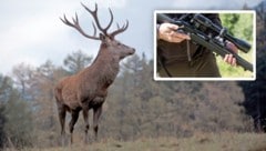 Der unheimliche Wildschütz hat mehrere Stück Wild auf dem Gewissen. Jetzt wird auch er „gejagt“.