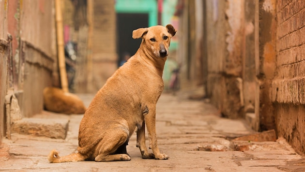 Ein Straßenhund in Indien (Bild: Adobe Stock/Zangrilli Andrea)
