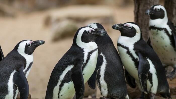 Brillenpinguine