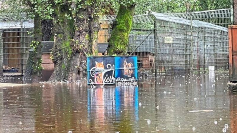 Die Zwinger sind alle überschwemmt. (Bild: Hronek Eveline)