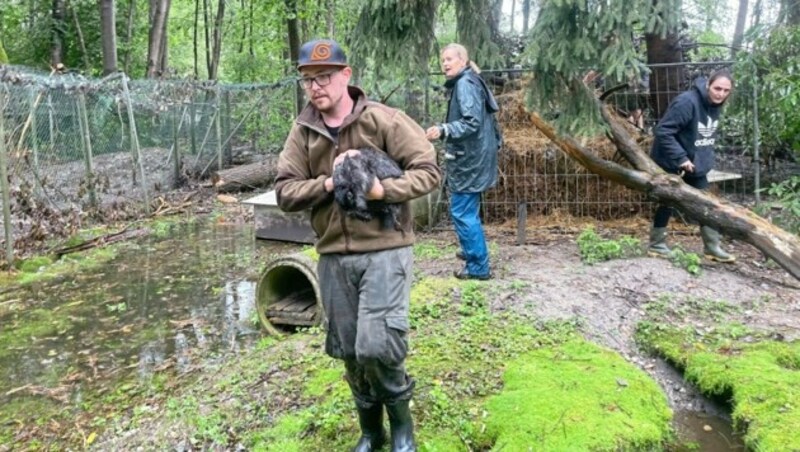 Die Tiere waren schon sehr erschöpft. (Bild: Hronek Eveline)