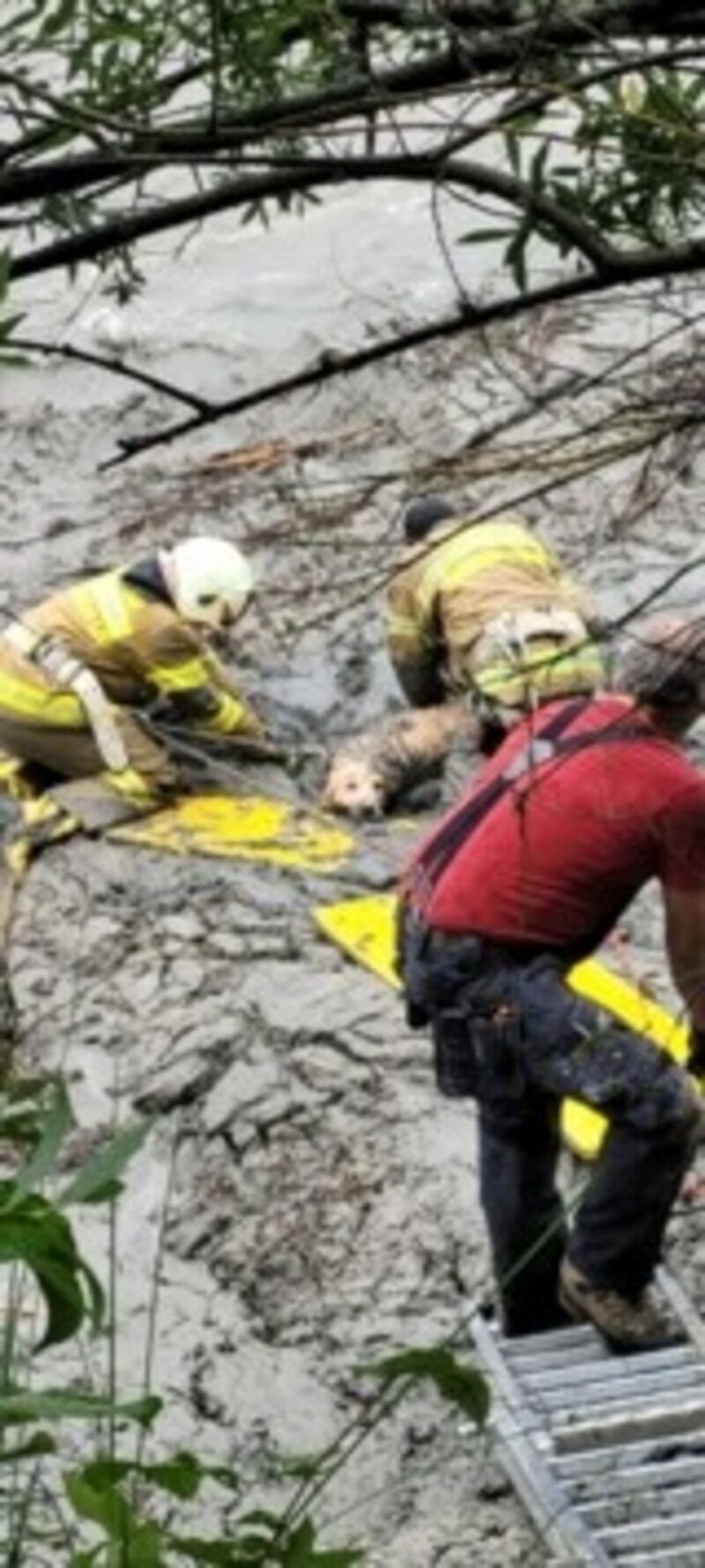 Die Floriani tasteten sich mit Steckleitern zum Goldenen Retriever vor (Bild: FF Schwarzach)