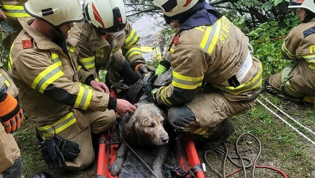 „Nero“ nach der Rettung (Bild: FF Schwarzach)