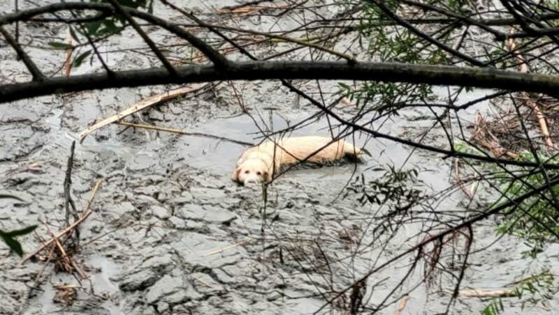 Für „Nero“ ging es immer tiefer in den Schlamm, weil er sich zu befreien versuchte (Bild: FF Schwarzach)