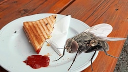 Essen ohne Fliegen? In Eisenerz undenkbar (Bild: Fotomontage Stock Adobe/Christian Jauschowetz)