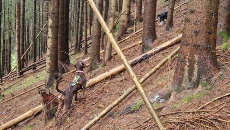 Jagdhündin Chase konnte letztendlich Stella finden. (Bild: Alexandra Grunow/K9-Pro)