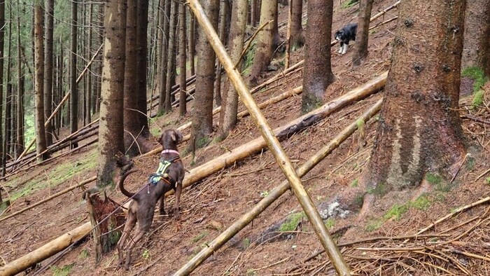 Jagdhündin Chase konnte letztendlich Stella finden.