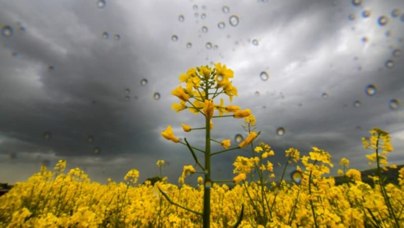Am Montag zeigt sich von Osttirol bis in die südliche Steiermark neben zahlreichen dichten Wolken die Sonne wenigstens zeitweise. (Bild: APA/dpa/Thomas Warnack)